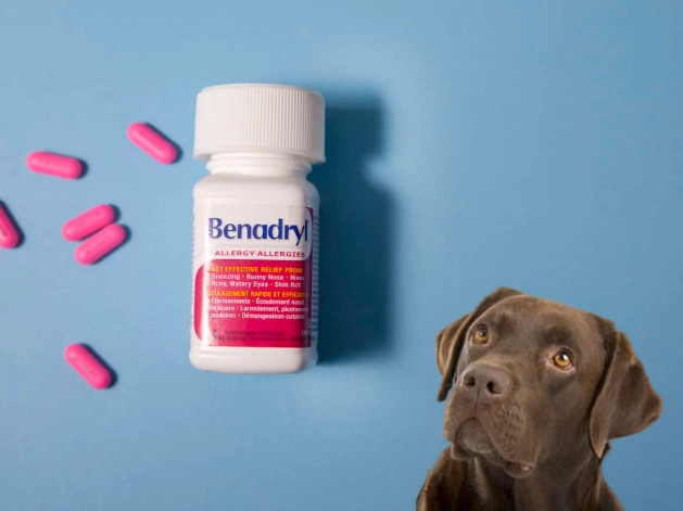 benadryl for dogs dosage benadryl for dogs dosage