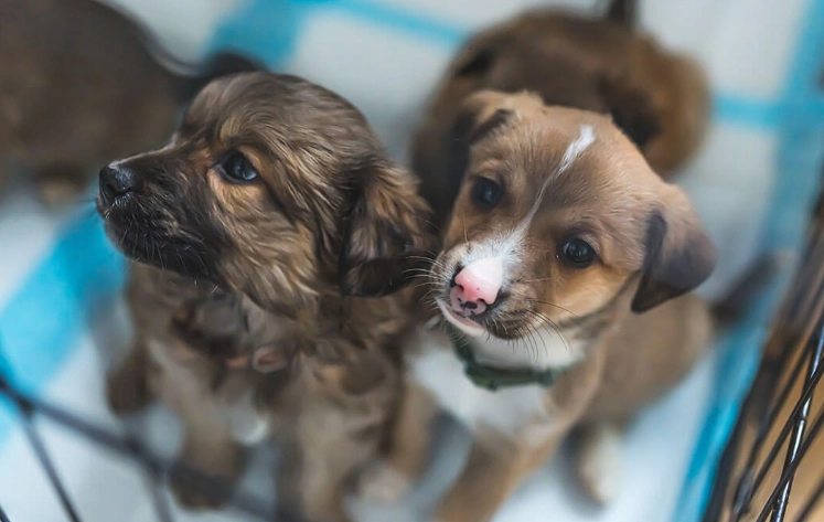 canine parvovirus treatment canine parvovirus treatment