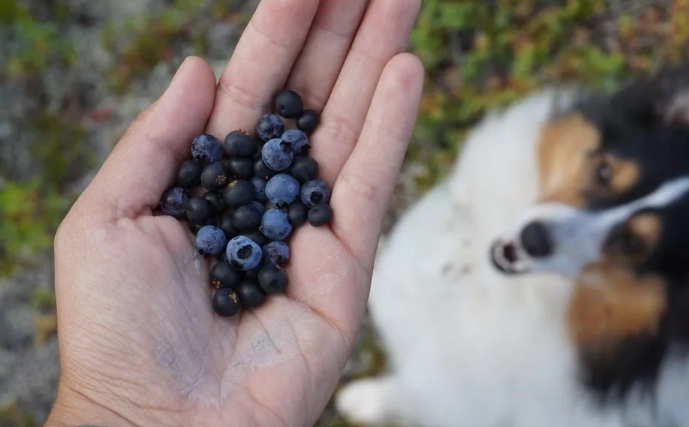 can dogs eat blueberries