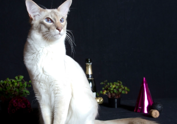 hypoallergenic cat breeds hypoallergenic cat breeds