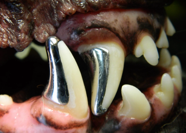 how to clean dog teeth how to clean dog teeth