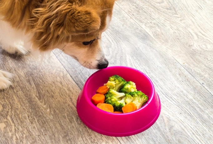 is ginger safe for dogs