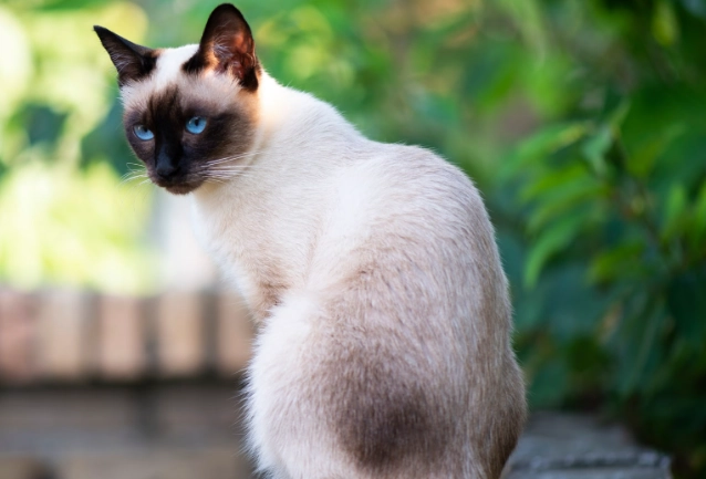 hypoallergenic cat breeds hypoallergenic cat breeds