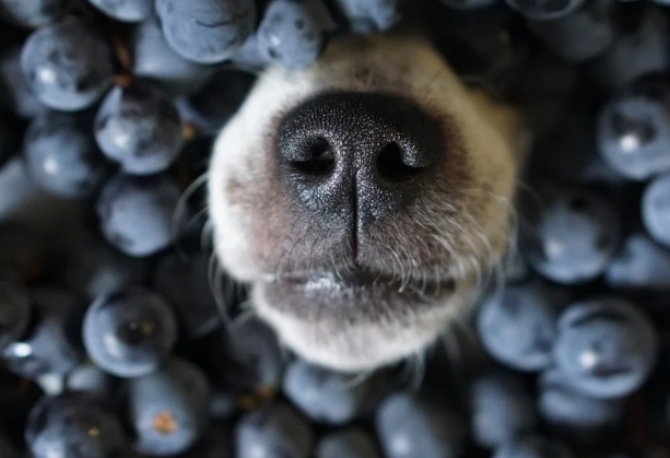 benefits of blueberries for dogs