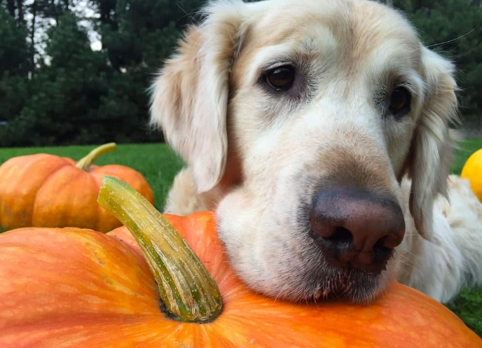is pumpkin good for dogs is pumpkin good for dogs