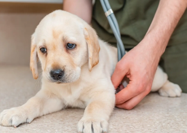 parvo symptoms in puppies parvo symptoms in puppies