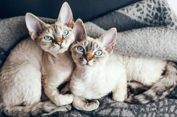 low allergy cat low allergy cat