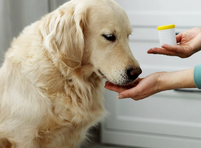 giving benadryl to dogs giving benadryl to dogs