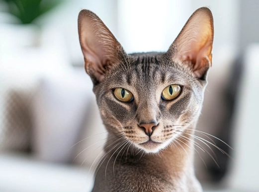 cat allergy relief cat allergy relief