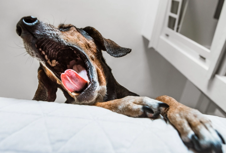 kennel cough symptoms dogs kennel cough symptoms dogs