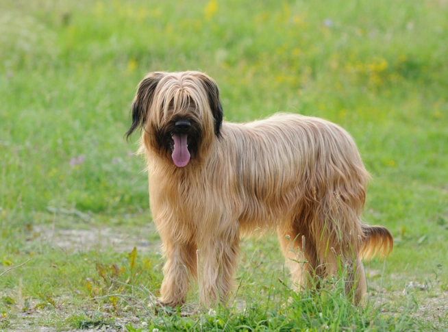 briard dog breed briard dog breed