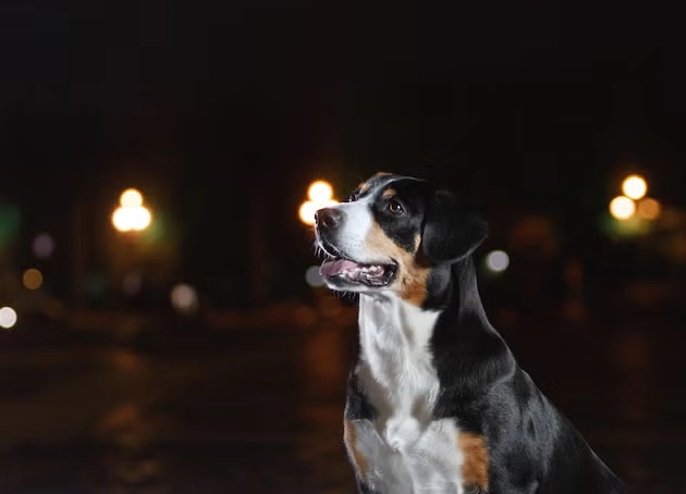 canine low light vision canine low light vision