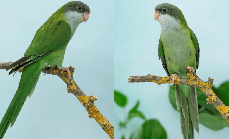 how long do parrots live