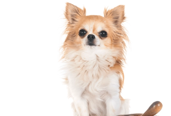 benefits of coconut oil for dogs