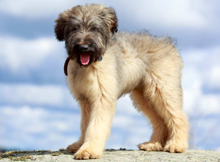 briard dog grooming briard dog grooming