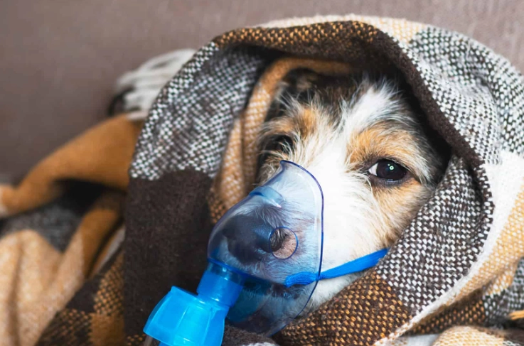 how to treat kennel cough how to treat kennel cough