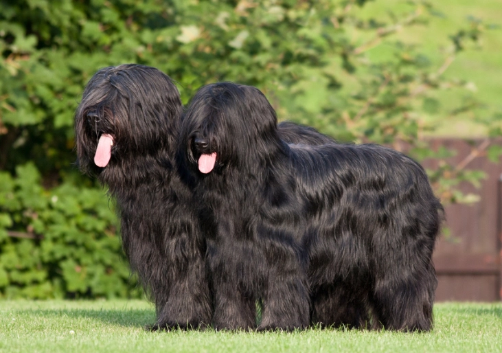 briard dog grooming briard dog grooming