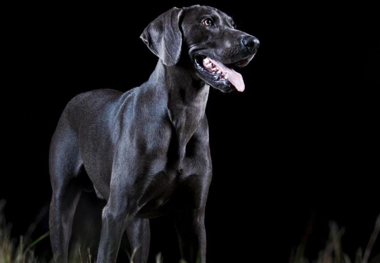 canine low light vision canine low light vision