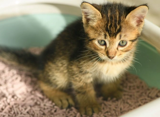 cat stool with blood