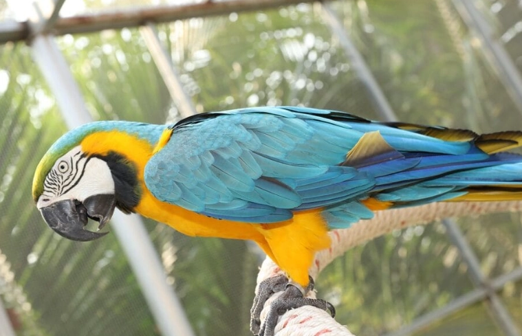 parrot life expectancy