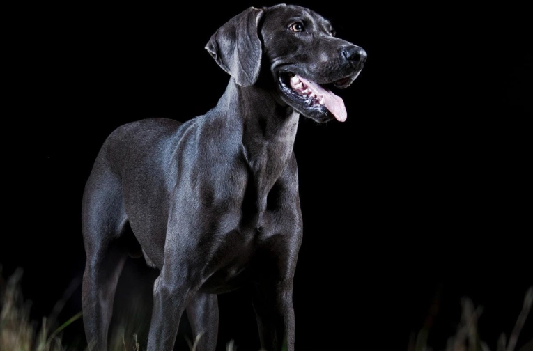 dog night vision dog night vision