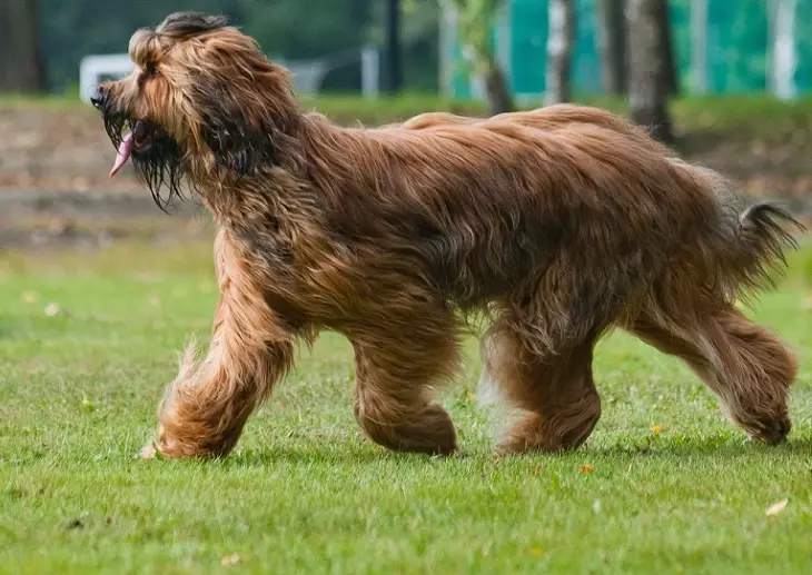 briard dog breed briard dog breed