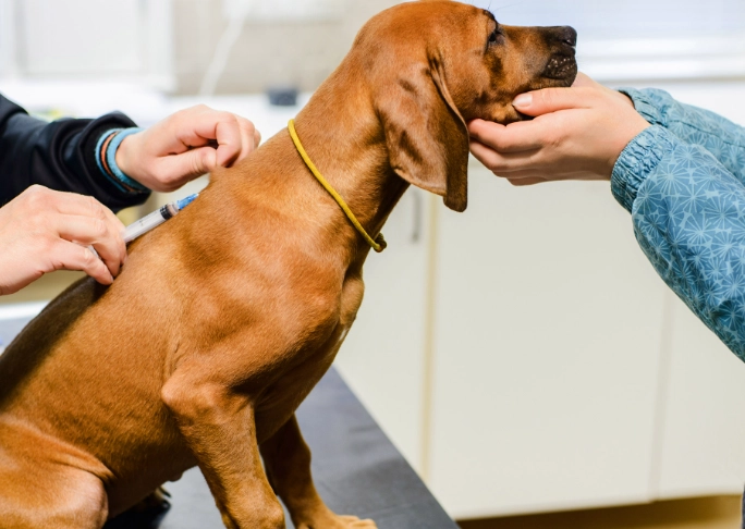 how to treat kennel cough how to treat kennel cough