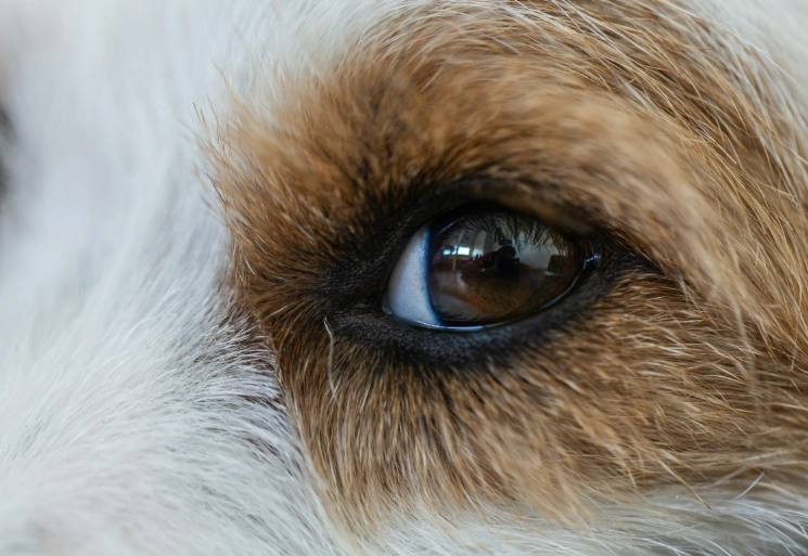 canine low light vision canine low light vision