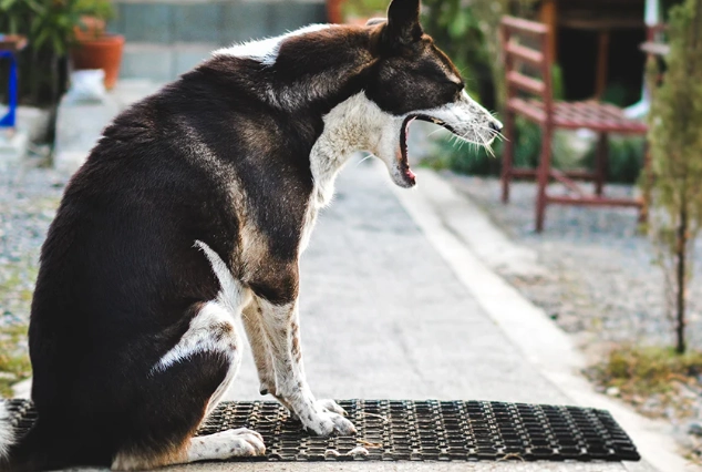 bordetella vaccine bordetella vaccine
