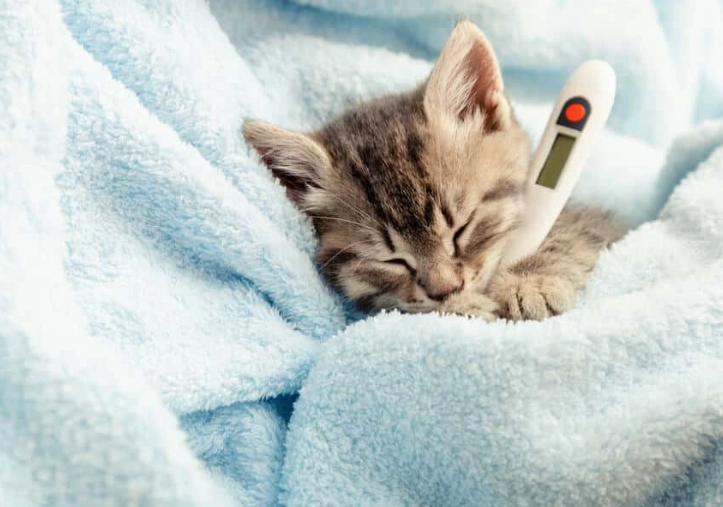 cat stool with blood