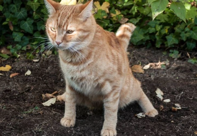 cat stool with blood