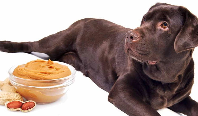 can dogs eat peanuts