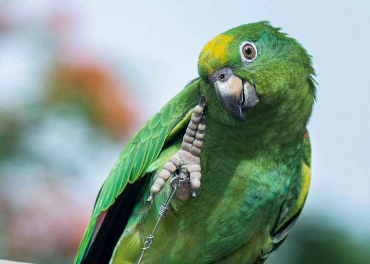 parrot life expectancy