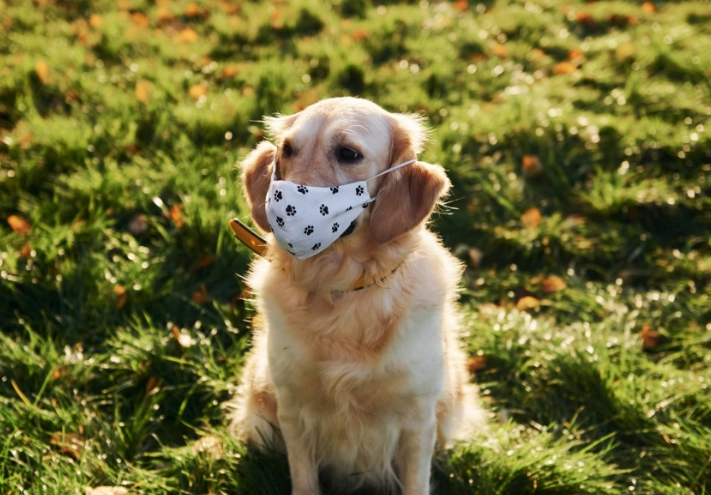 bordetella vaccine bordetella vaccine