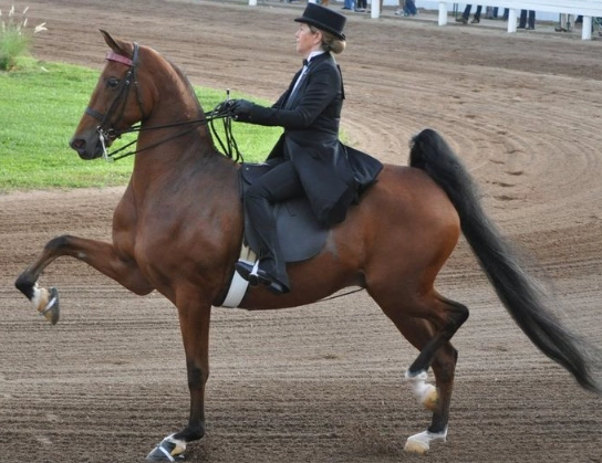 Saddlebred horse characteristics
