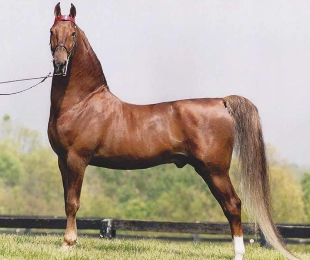 Saddlebred horse characteristics