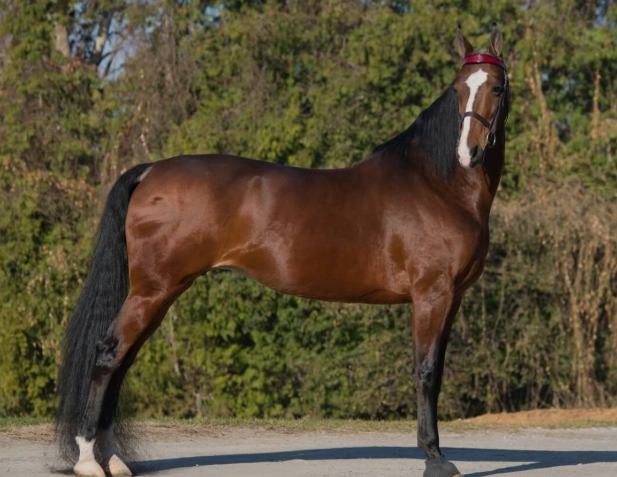 Saddlebred horse characteristics