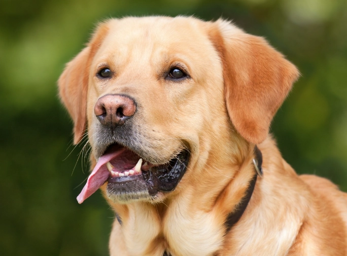 allergies in dogs treatment