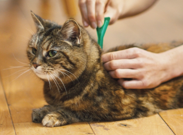 flea treatment for kittens