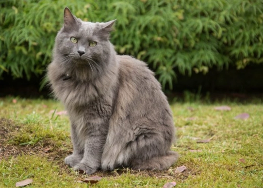 Nebelung cat personality