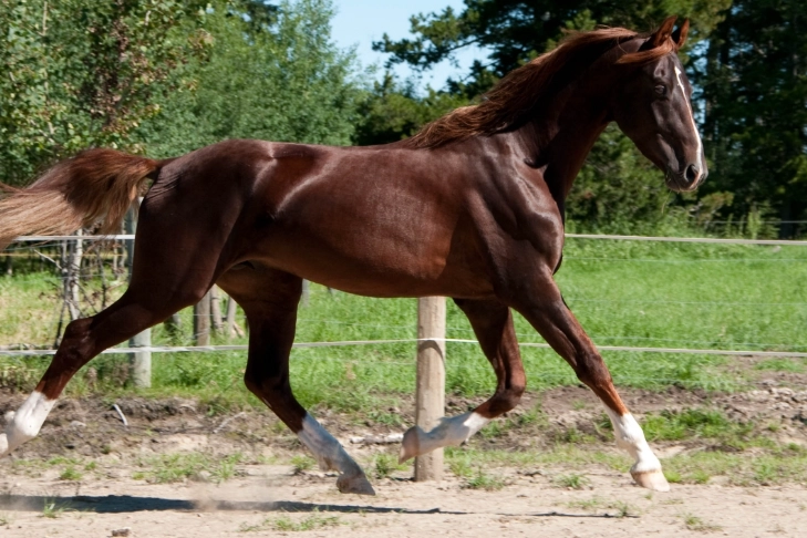 owning a Saddlebred
