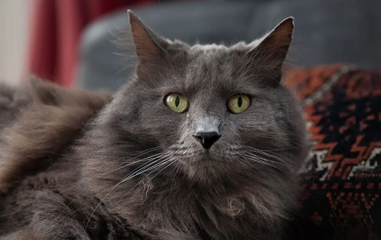 Nebelung cat