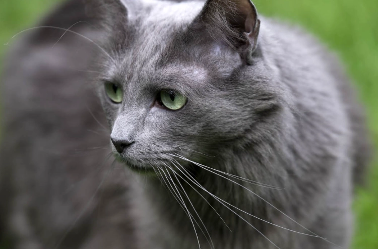 long haired Russian Blue