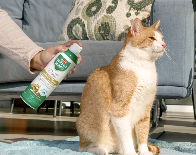 how to treat fleas on kittens