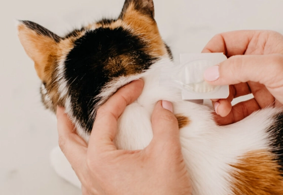 how to treat fleas on kittens