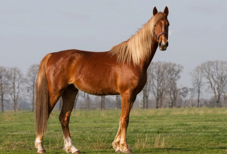 owning a Saddlebred