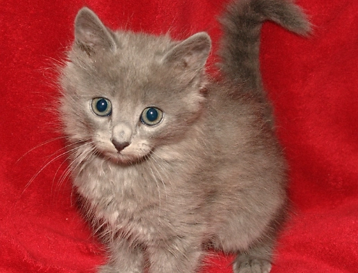 long haired Russian Blue