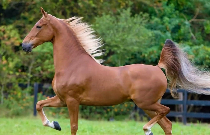 American Saddlebred horses