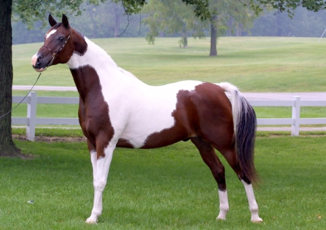 American Saddlebred horses