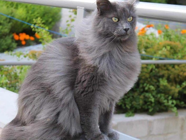 Nebelung cat